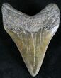 Megalodon Tooth - South Carolina #28417-2
